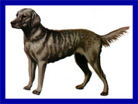 a well breed Chesapeake Bay Retriever dog